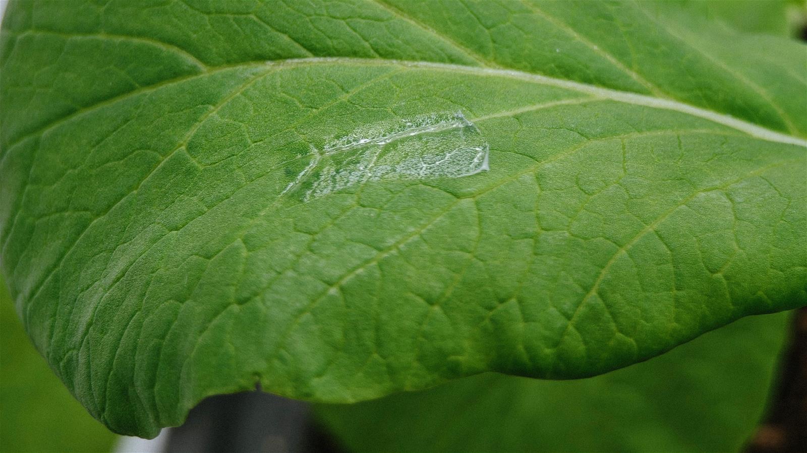 A close-up of the e-skin mounted on the leaf // Credit: NUS