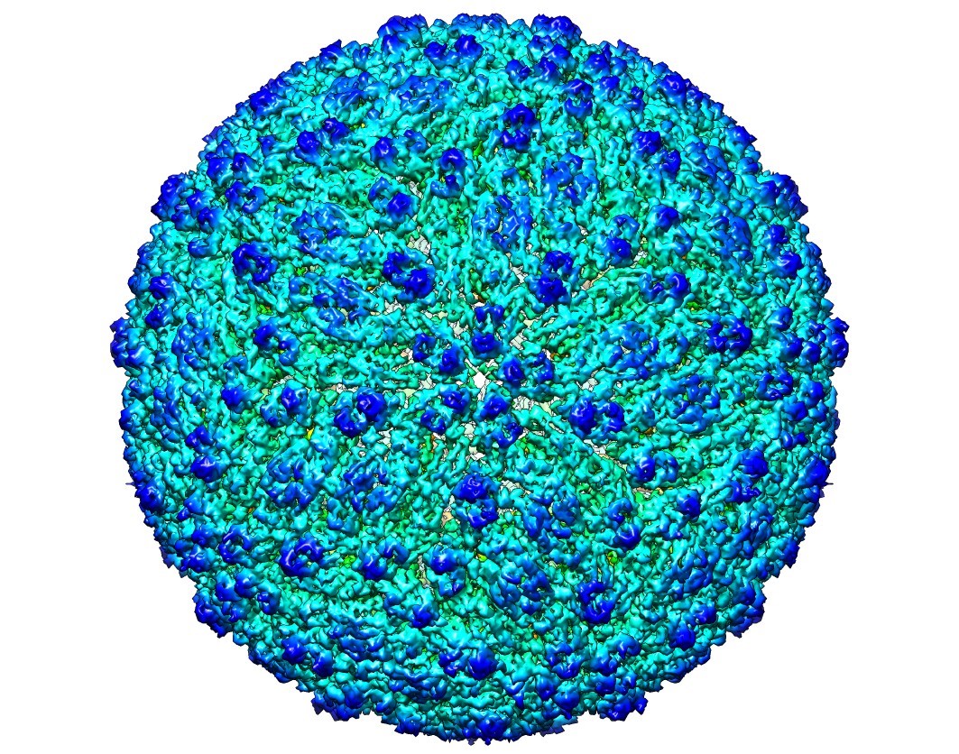 3D structure of a mature Zika virus