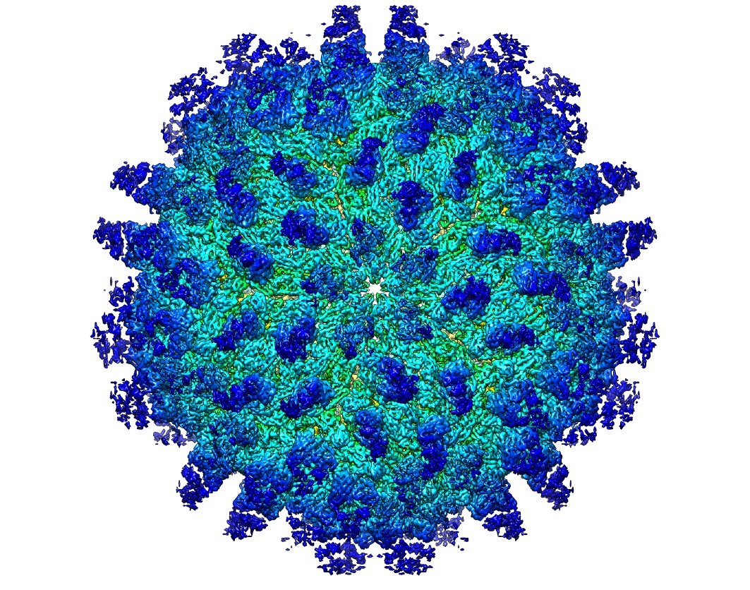 Zika virus with antibodies bound to its surface