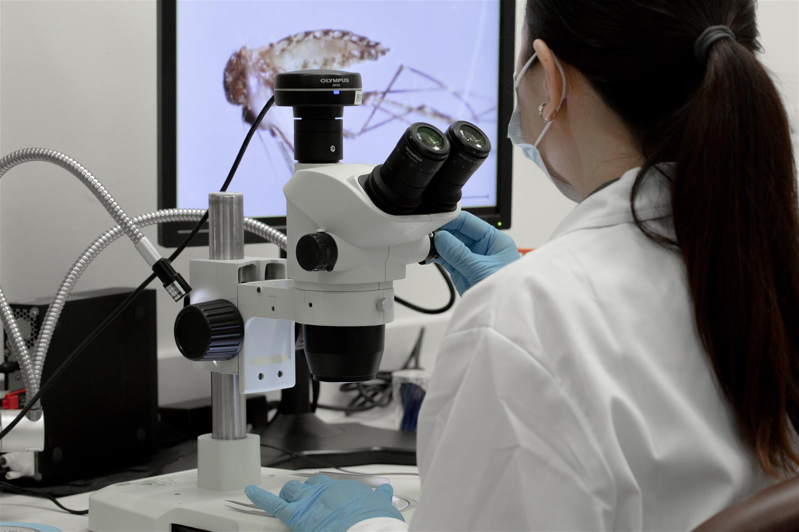 Manuel takes much pride in her dissection skills—extremely fine work, all done by hand, aided by a microscope. // Credit: Norfaezah Abdullah, Duke-NUS