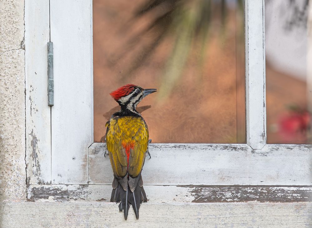A Common Flameback woodpecker perching outside Goh Yew Lin&#39;s neighbour’s window in 2023