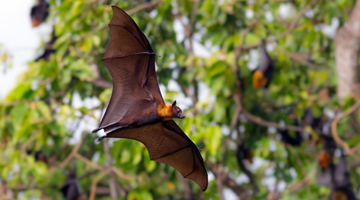 Duke-NUS researchers discover the secret to bats’ immunity