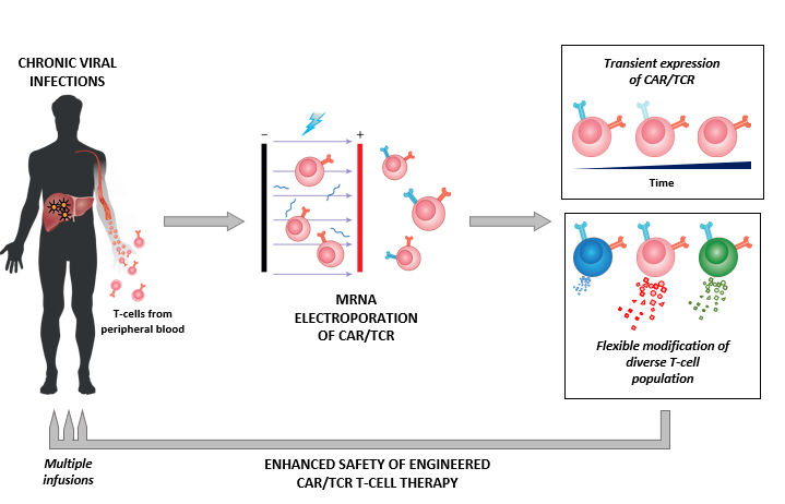 CAR/TCR T cells engineered through mRNA electroporation