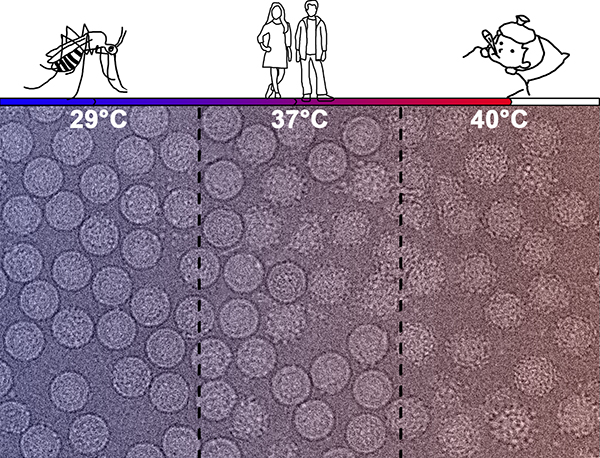 Micrographs of DENV2