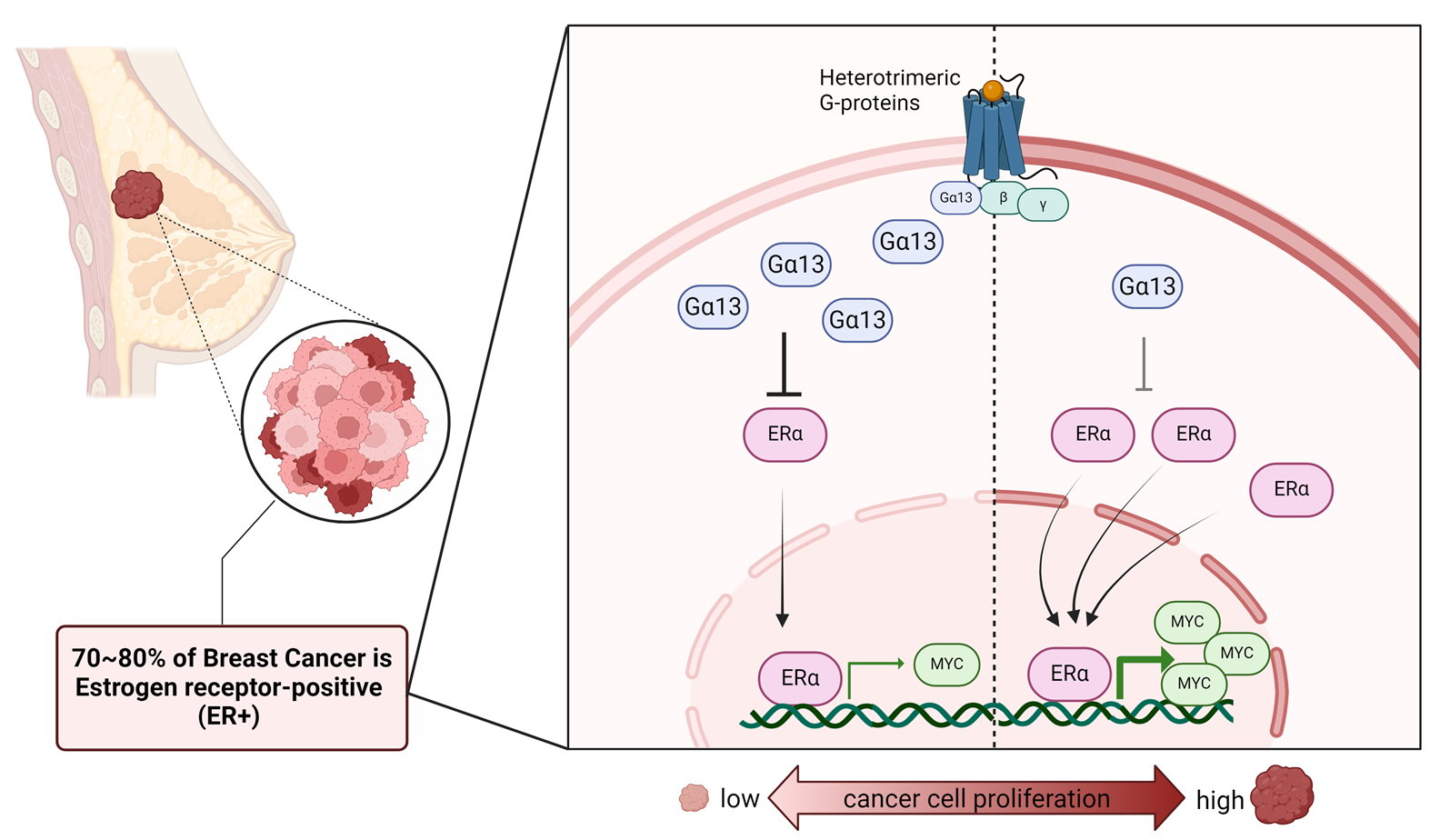 Loss of Gα13 in ER+ breast cancer cells leads to increased cell growth and tumour development, suggesting that Gα13 may suppress tumours in this subtype of cancer.