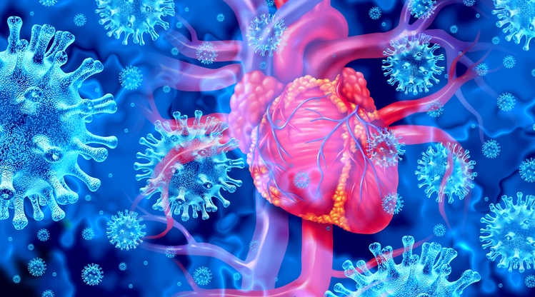 Study uncovers mechanism behind virus-induced heart inflammation, suggests potential therapeutic target