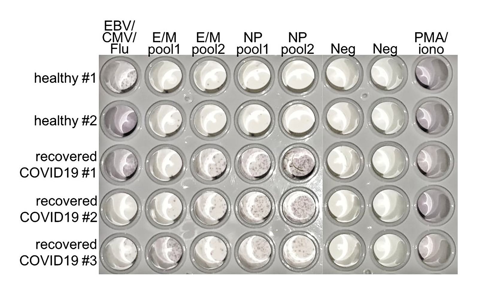 An ELISpot result