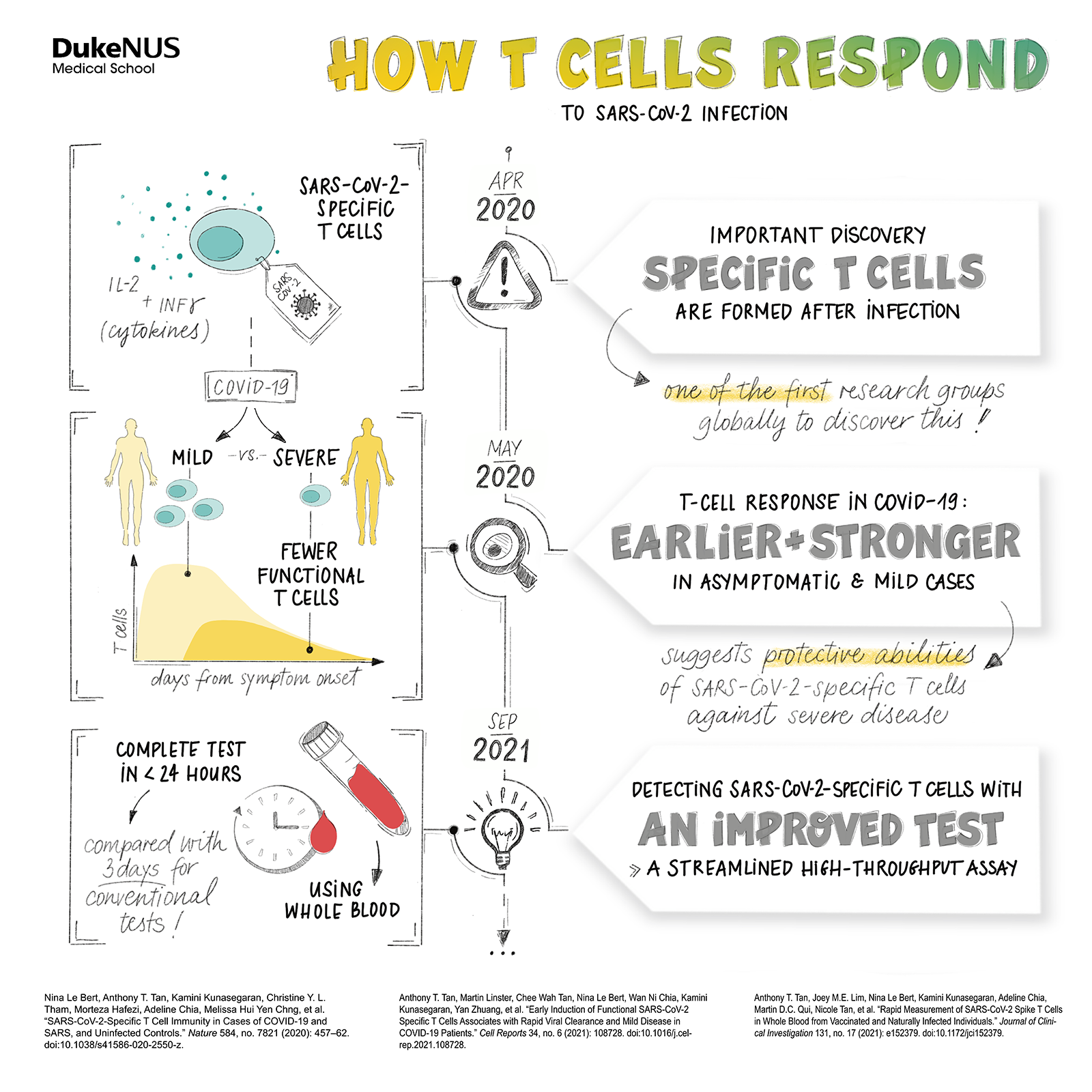 How T cells respond to SARS-CoV-2 infection