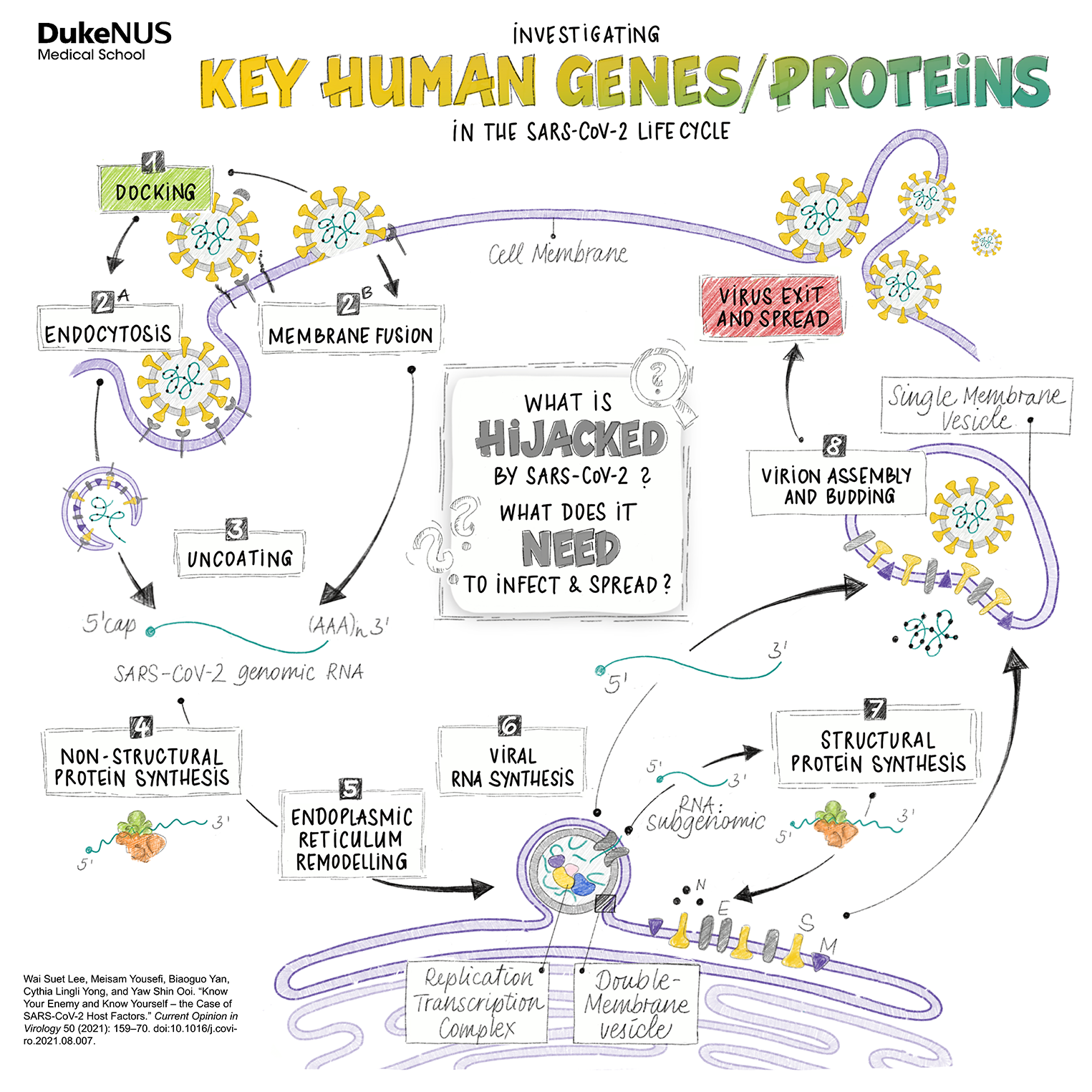 Investigating key human genes/proteins in the SARS-CoV-2 life cycle